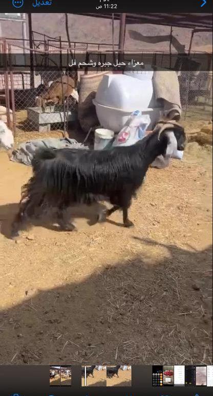 معزاء جبره شحم