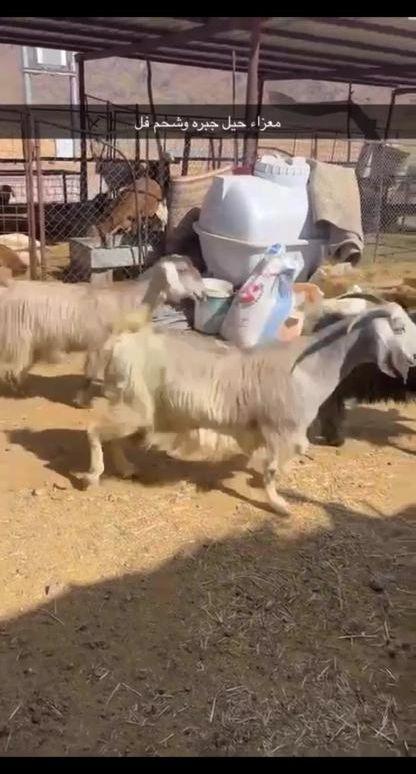 معزاء جبره شحم