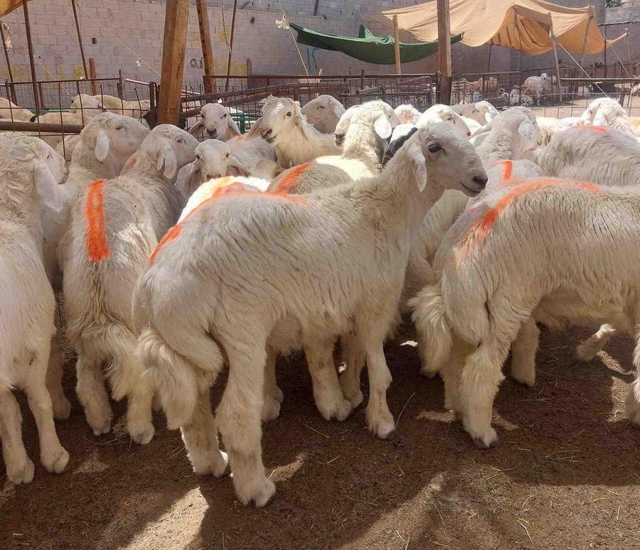 طبخ مع التوصيل