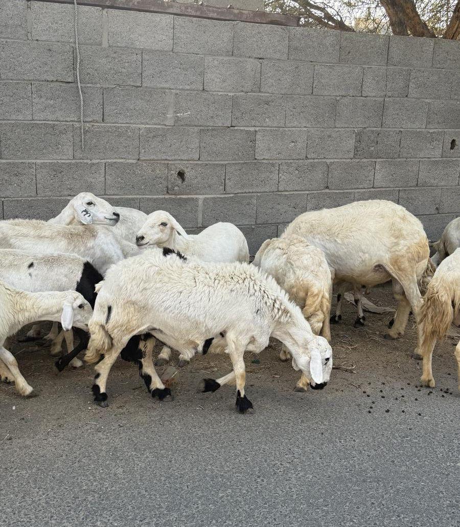 32من الغنم بفحلها