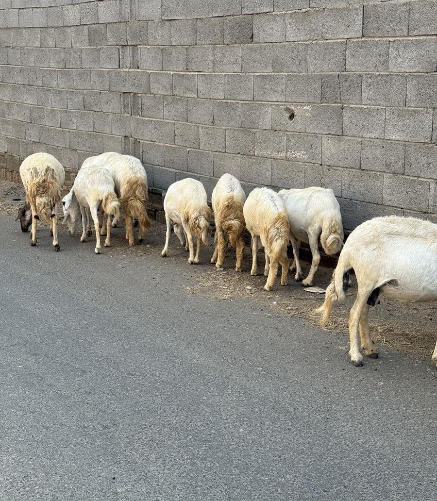 32من الغنم بفحلها
