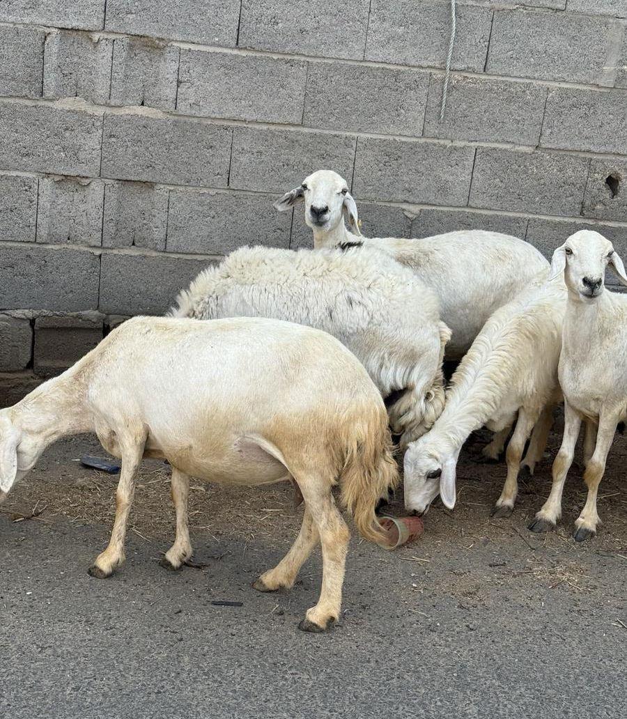 32من الغنم بفحلها