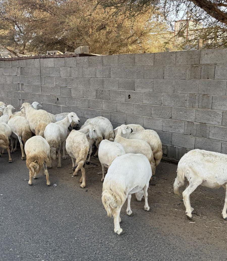 32من الغنم بفحلها