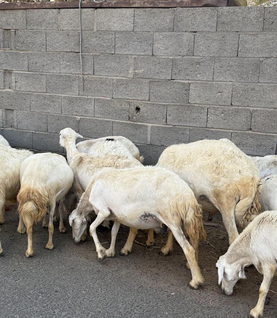 32من الغنم بفحلها