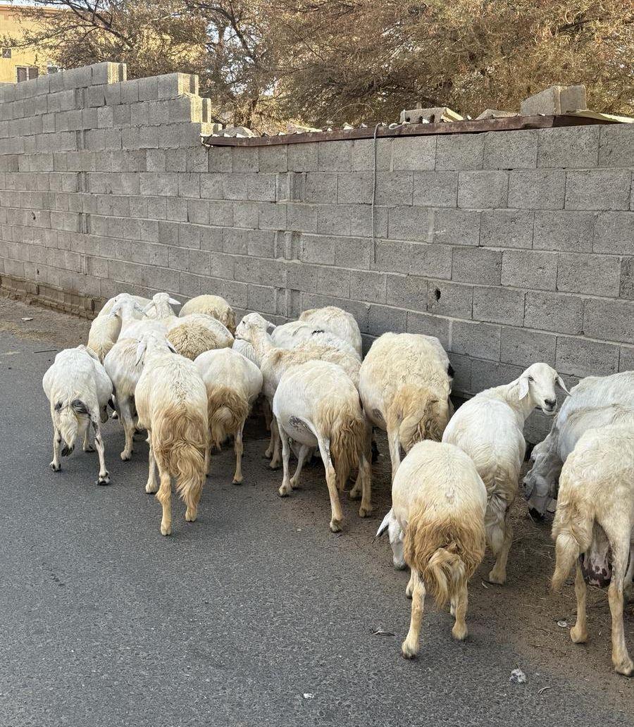 32من الغنم بفحلها