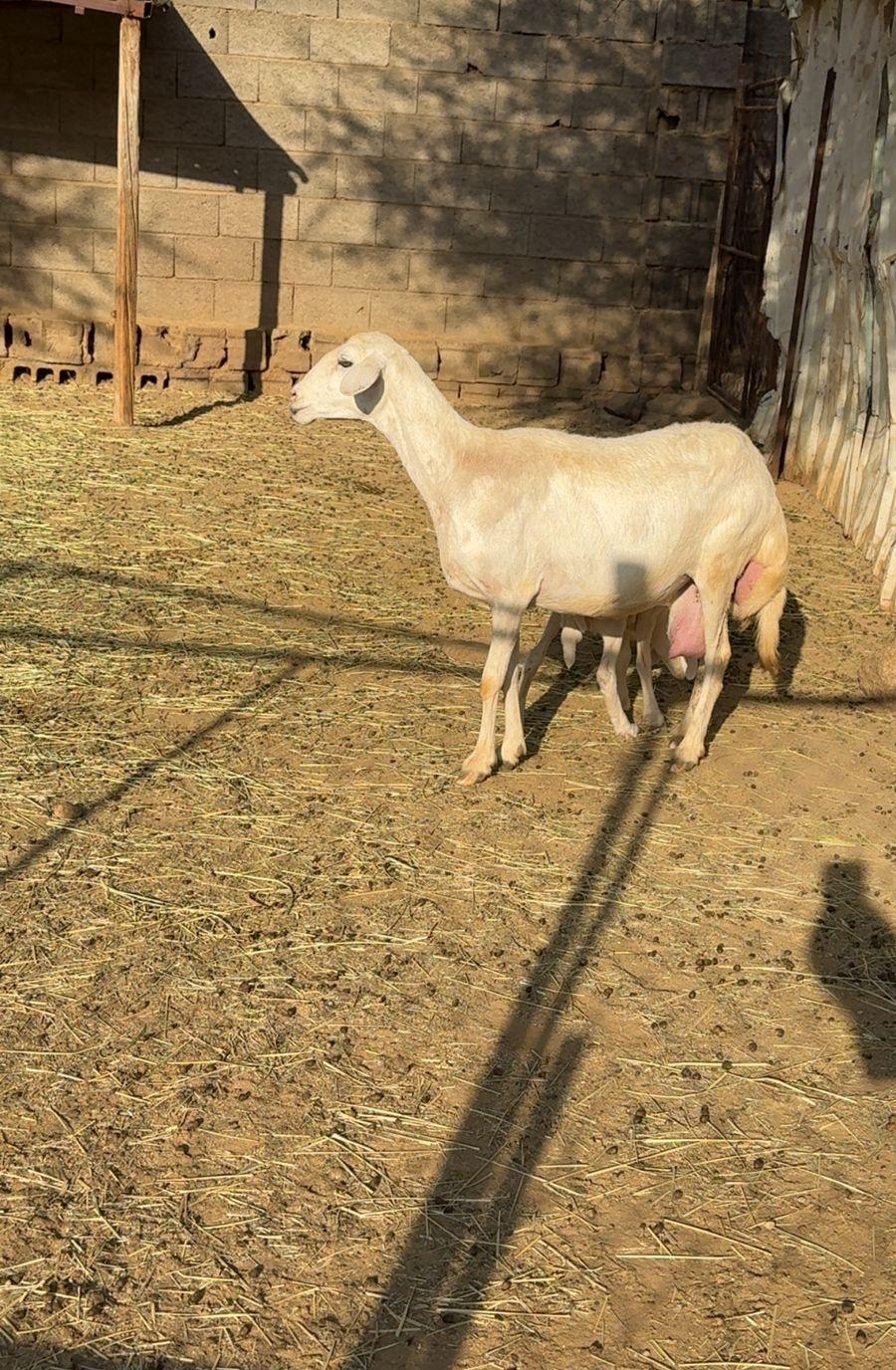 32من الغنم بفحلها