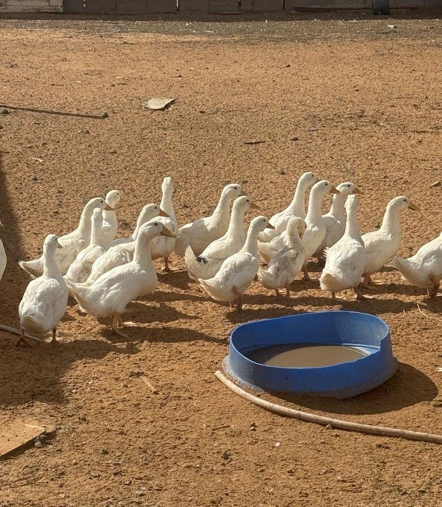 بط العمر شهرين