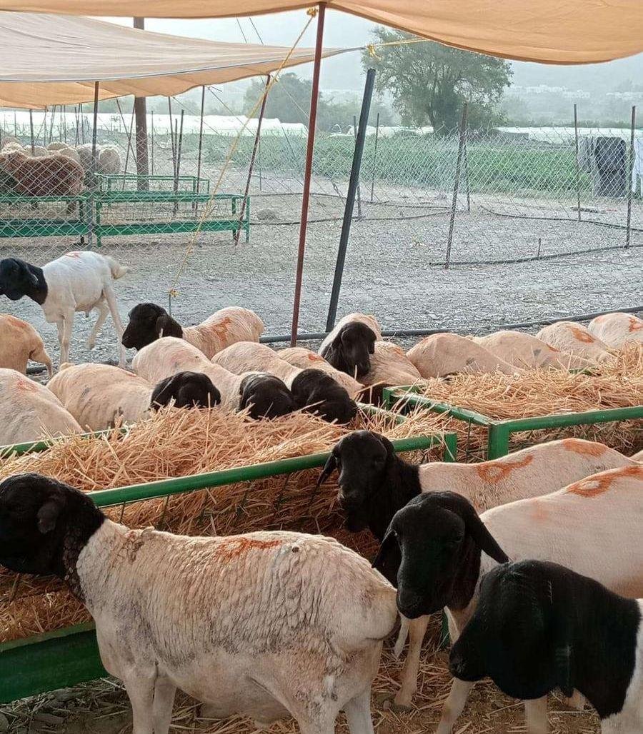 برابر لحم طيب