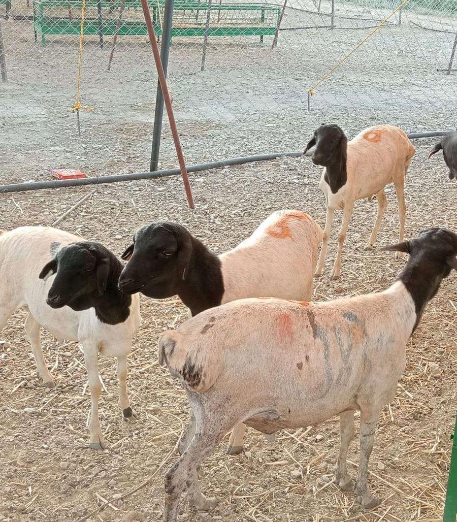 برابر لحم طيب