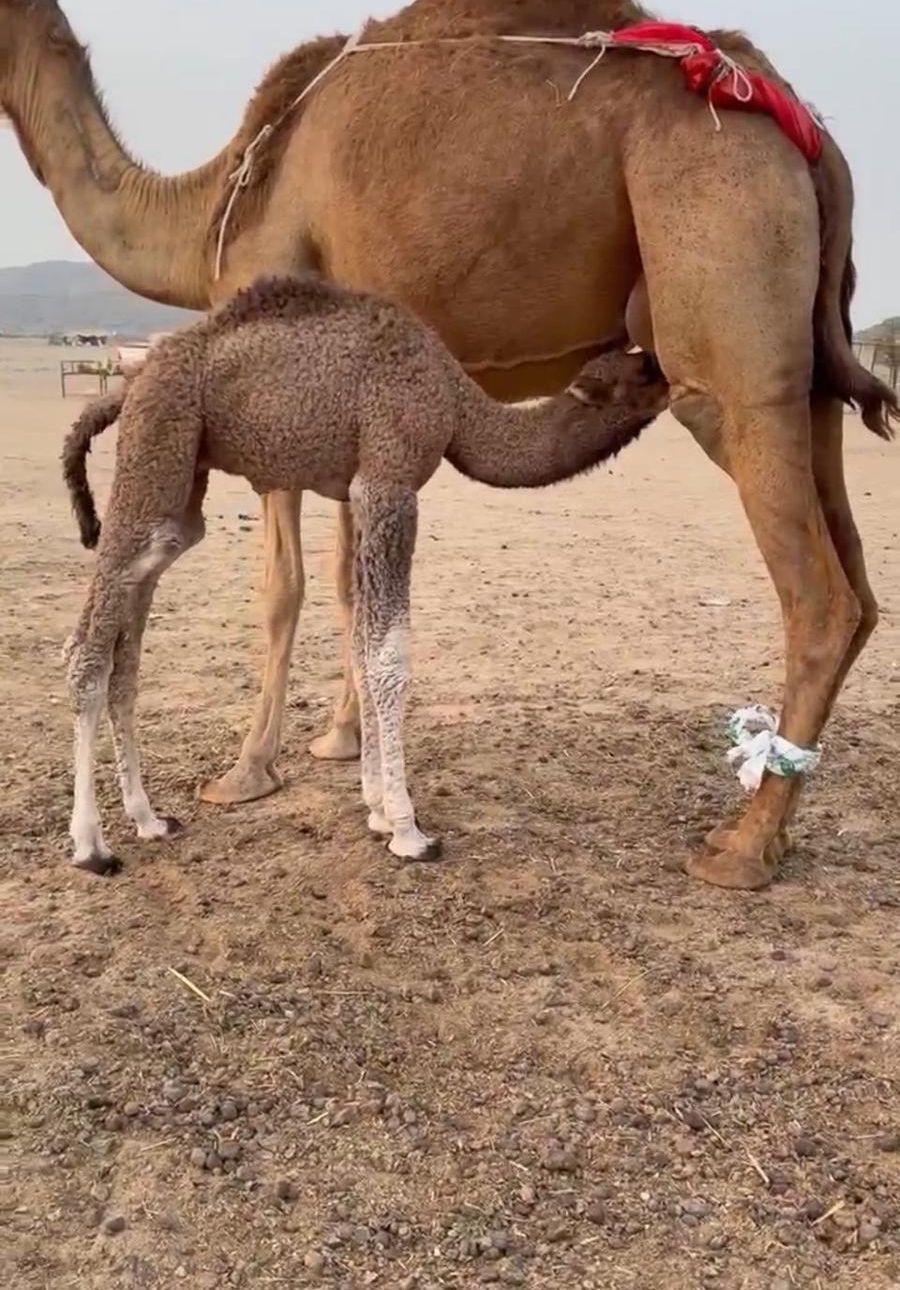 خلفه ساحليه بكر