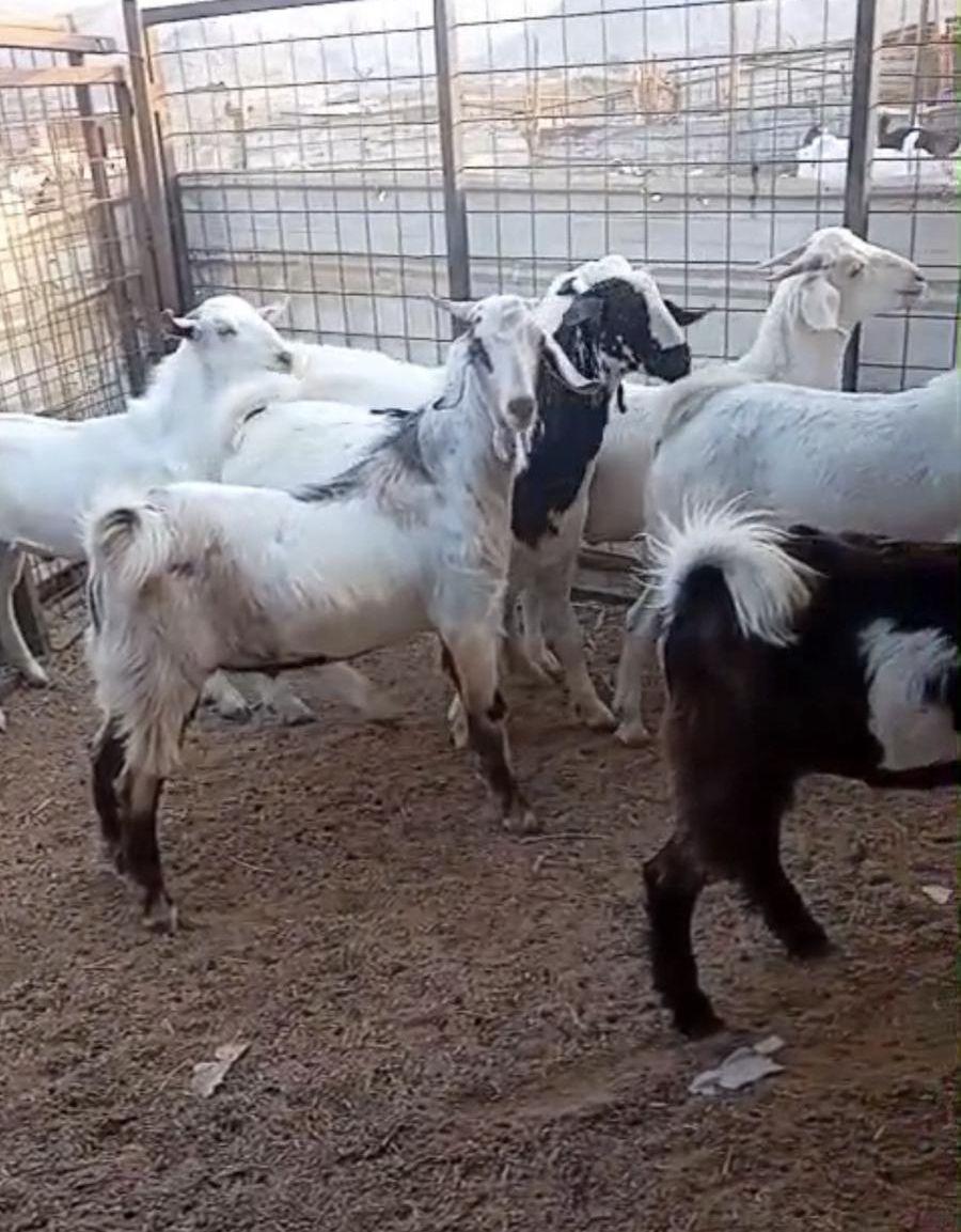 تيوس بيشية للبيع