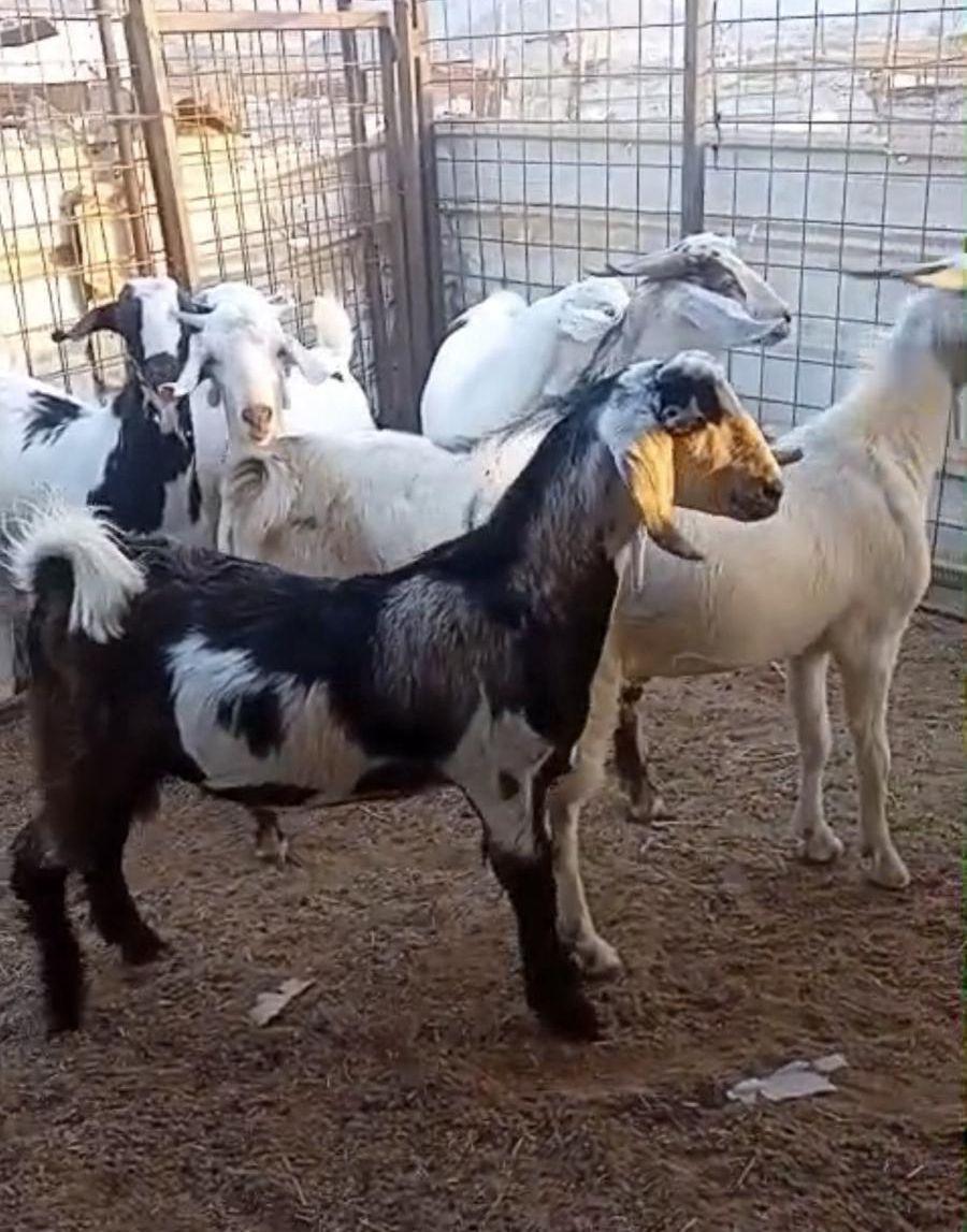 تيوس بيشية للبيع