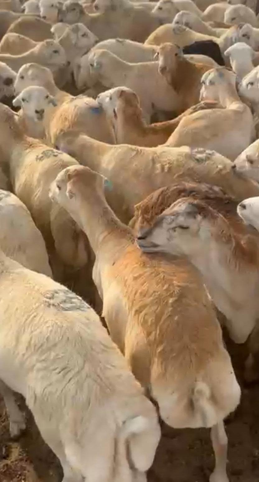 خرفان رفيدي يوجد