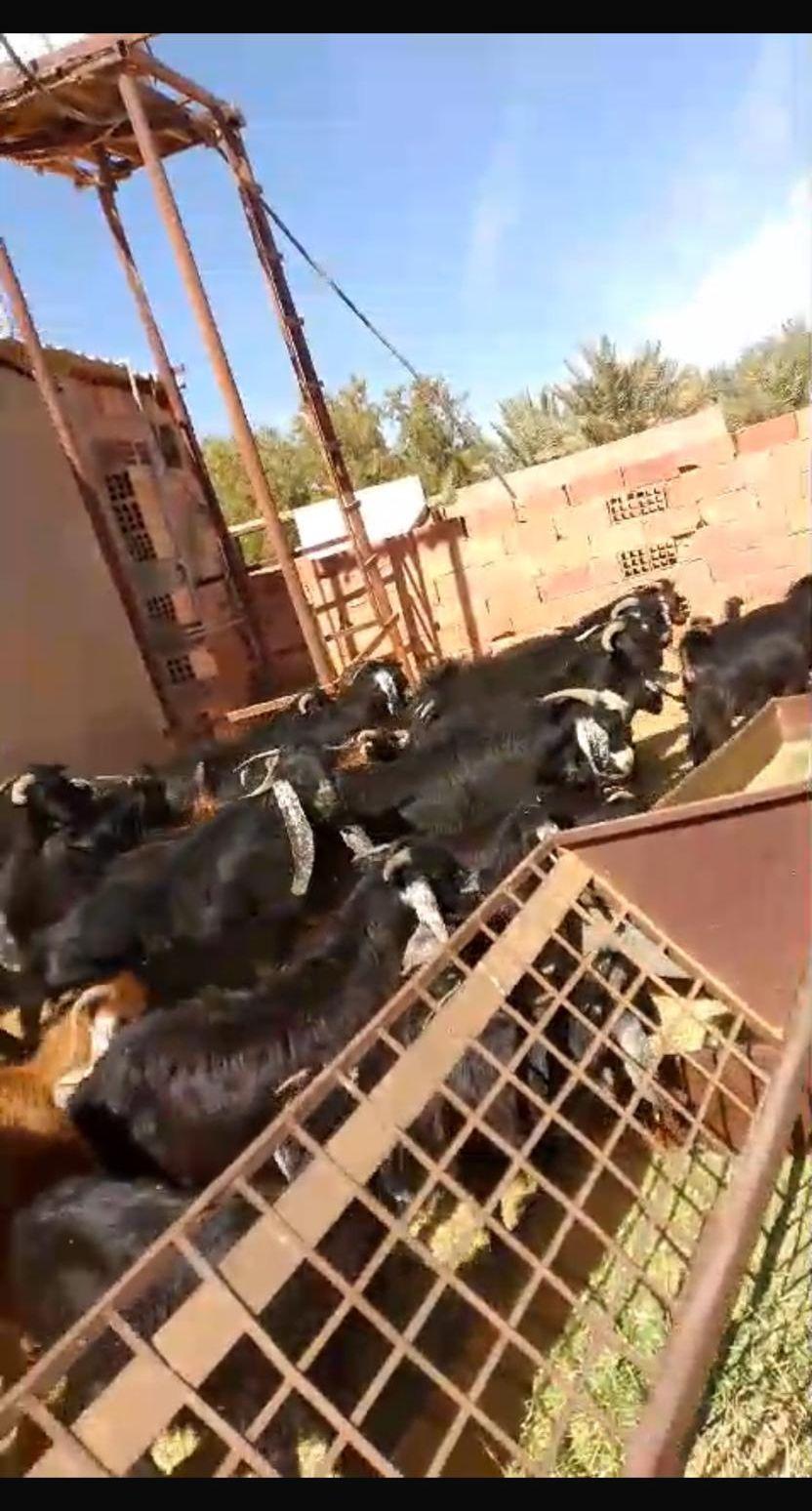 خرفان رفيدي يوجد