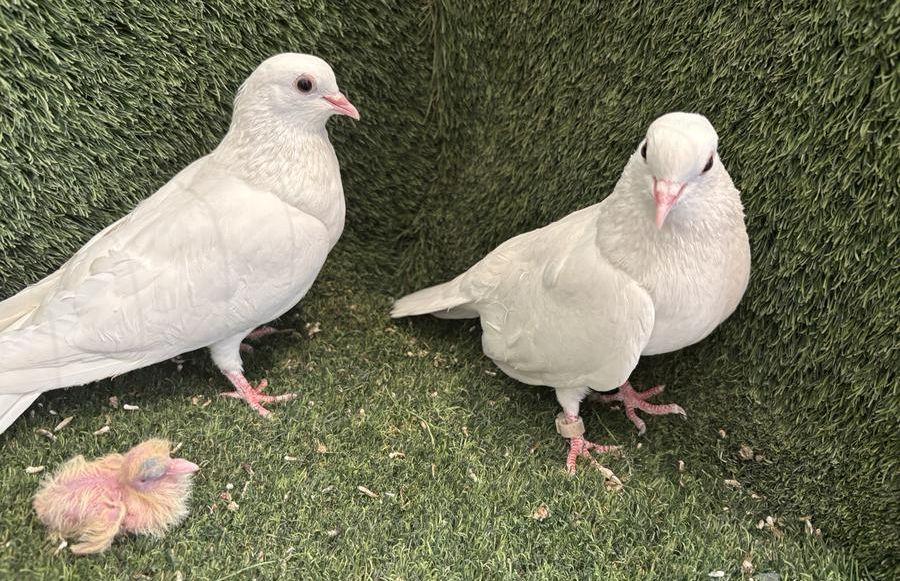 حمام صنعاوي