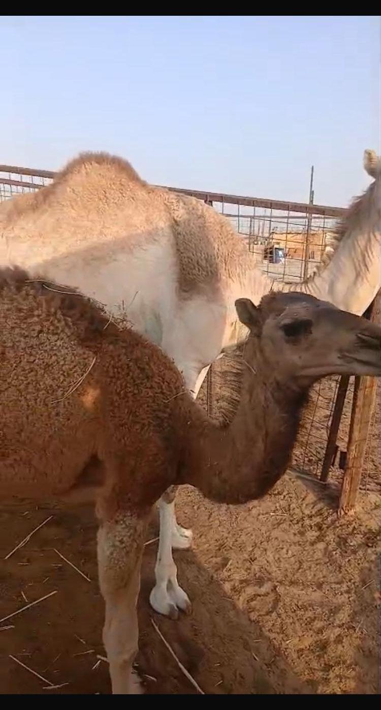 خلفة وناقتين لقحة