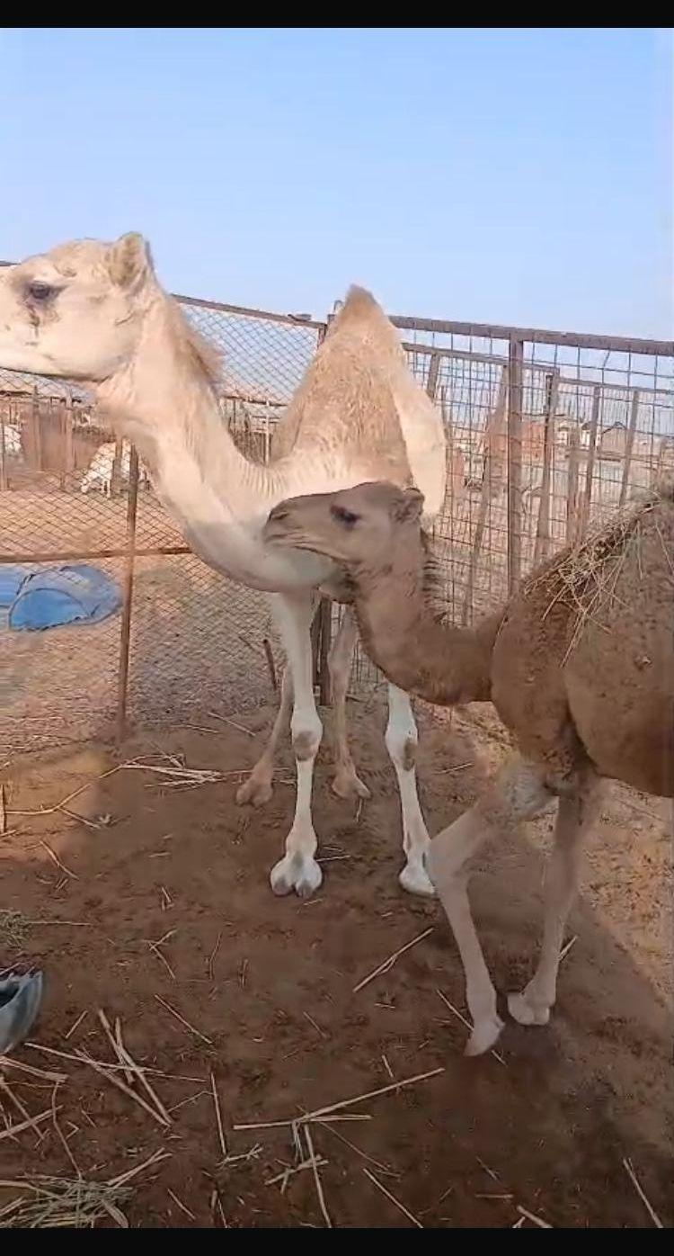 خلفة وناقتين لقحة