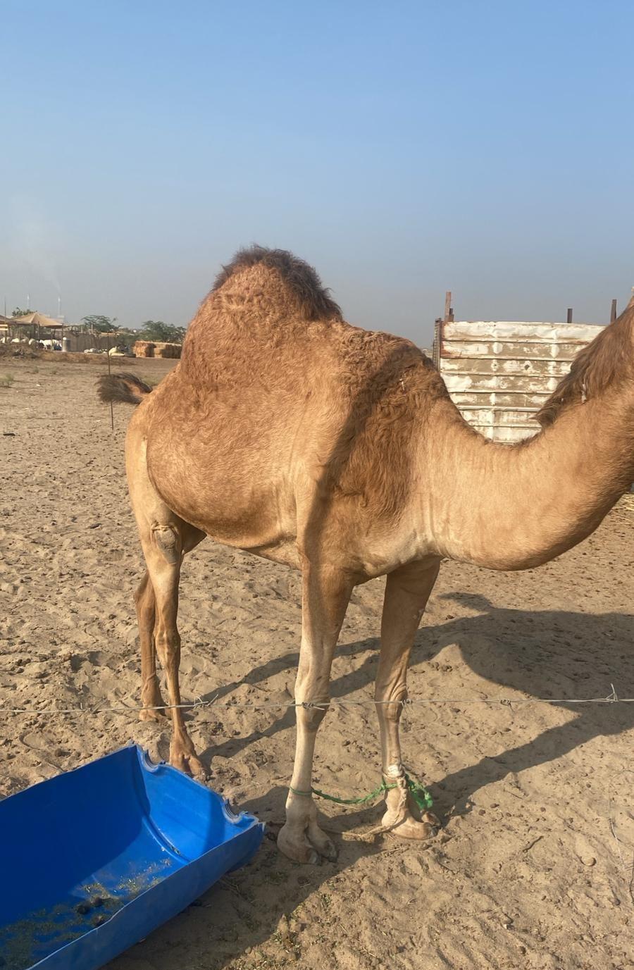 خلفة وناقتين لقحة