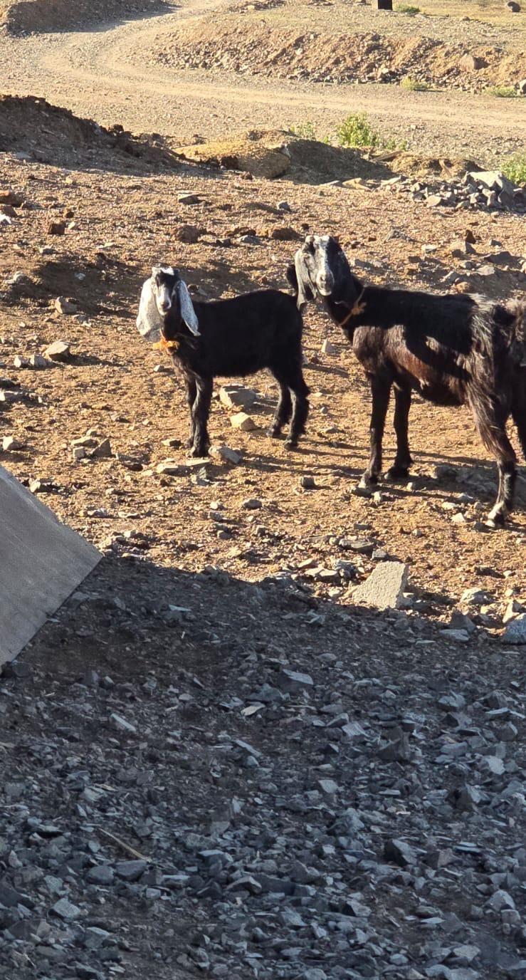 عند معها ولدها