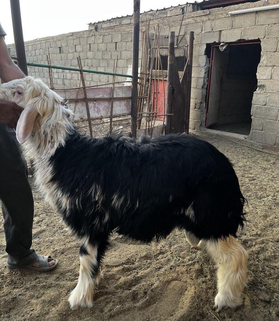 مشروع فحل نجدي