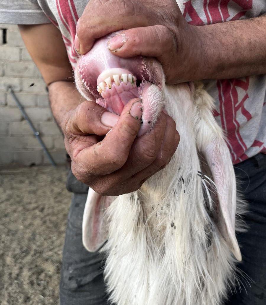 مشروع فحل نجدي