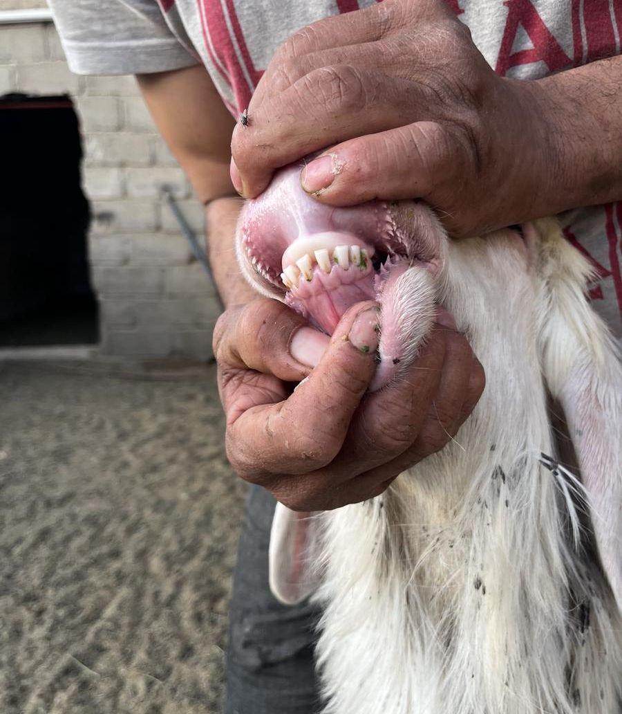 مشروع فحل نجدي