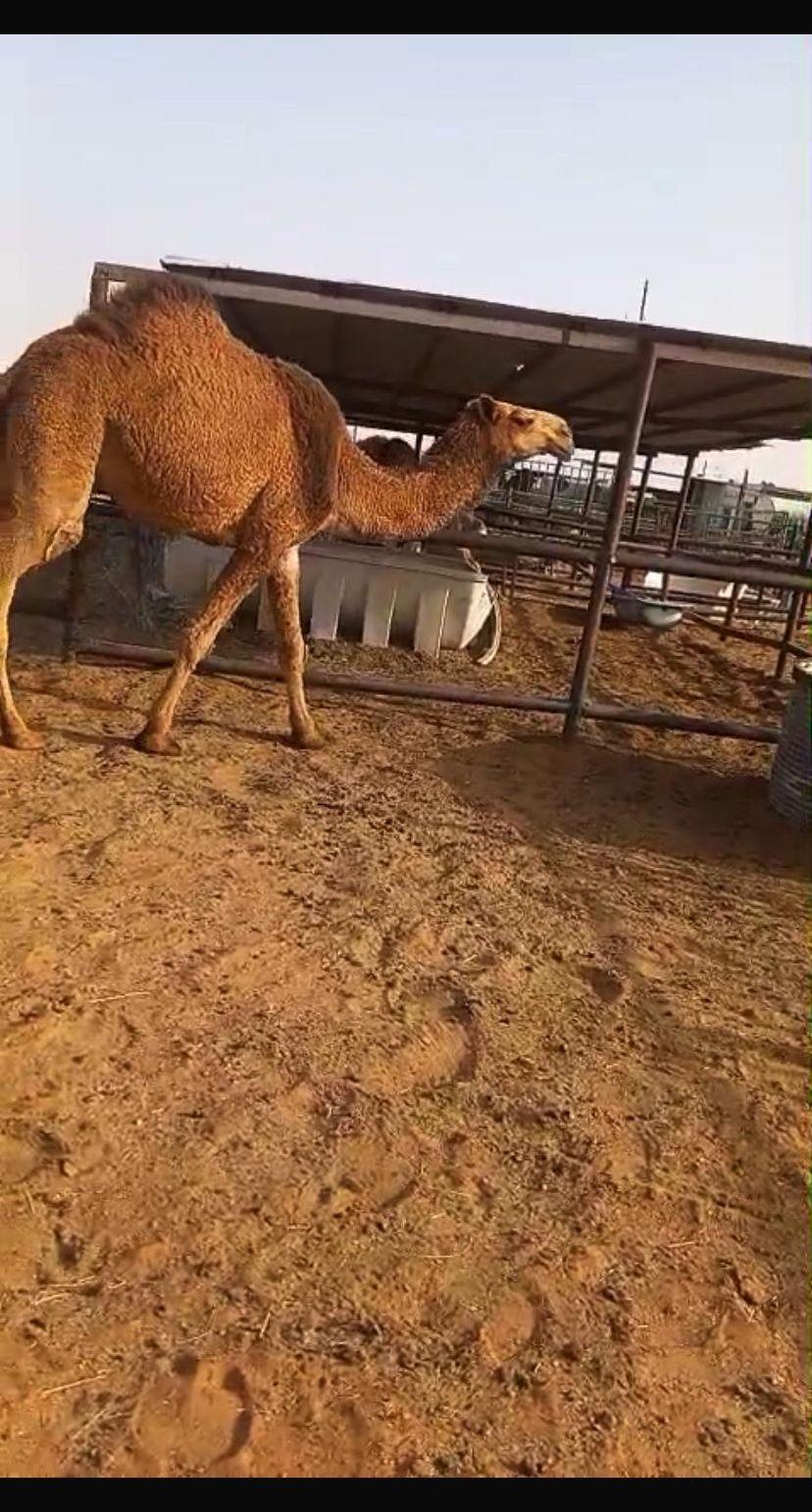 ناقه