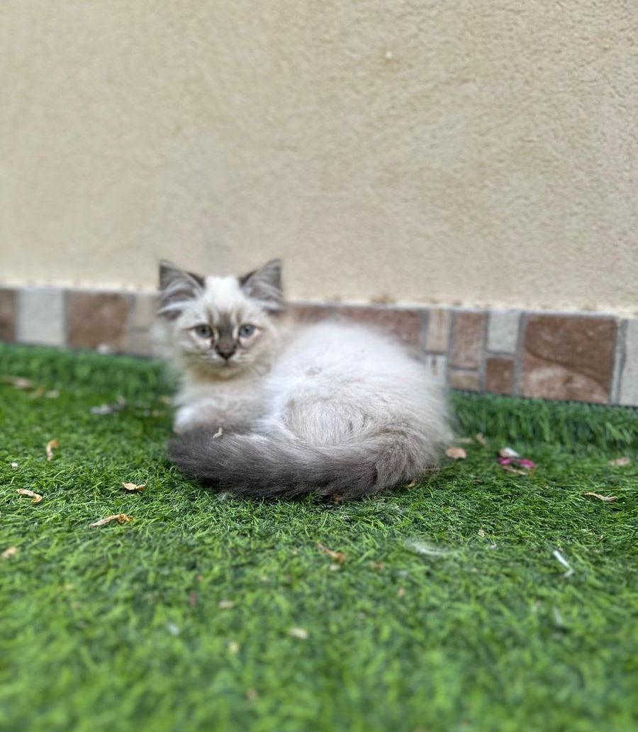 قطط هيمالايا