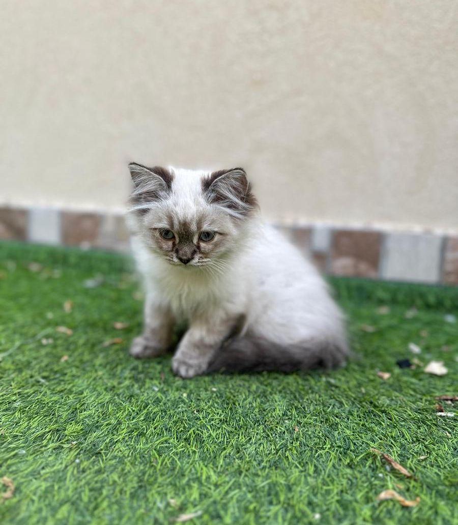قطط هيمالايا