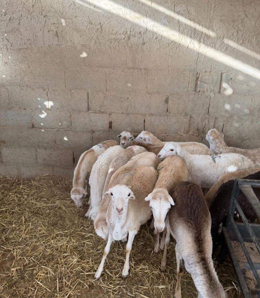 طليان رفد رفيد