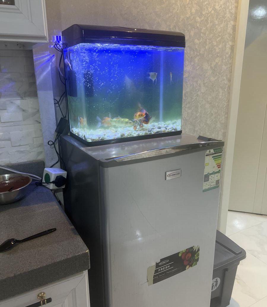 حوض اسماك مع
