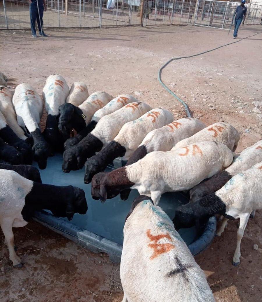 بربري وتيوس وزن