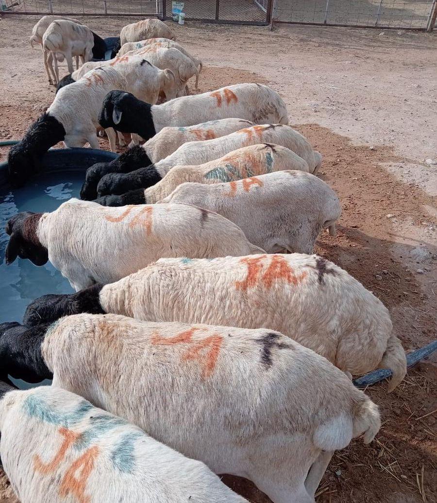 بربري وتيوس وزن