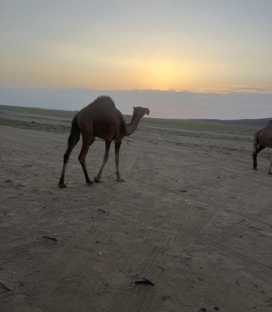قعود حق مشروع