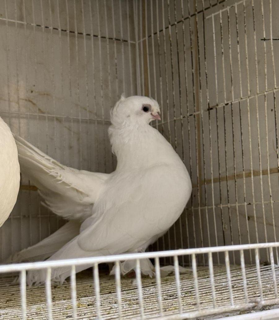 طبات مفتل طبات