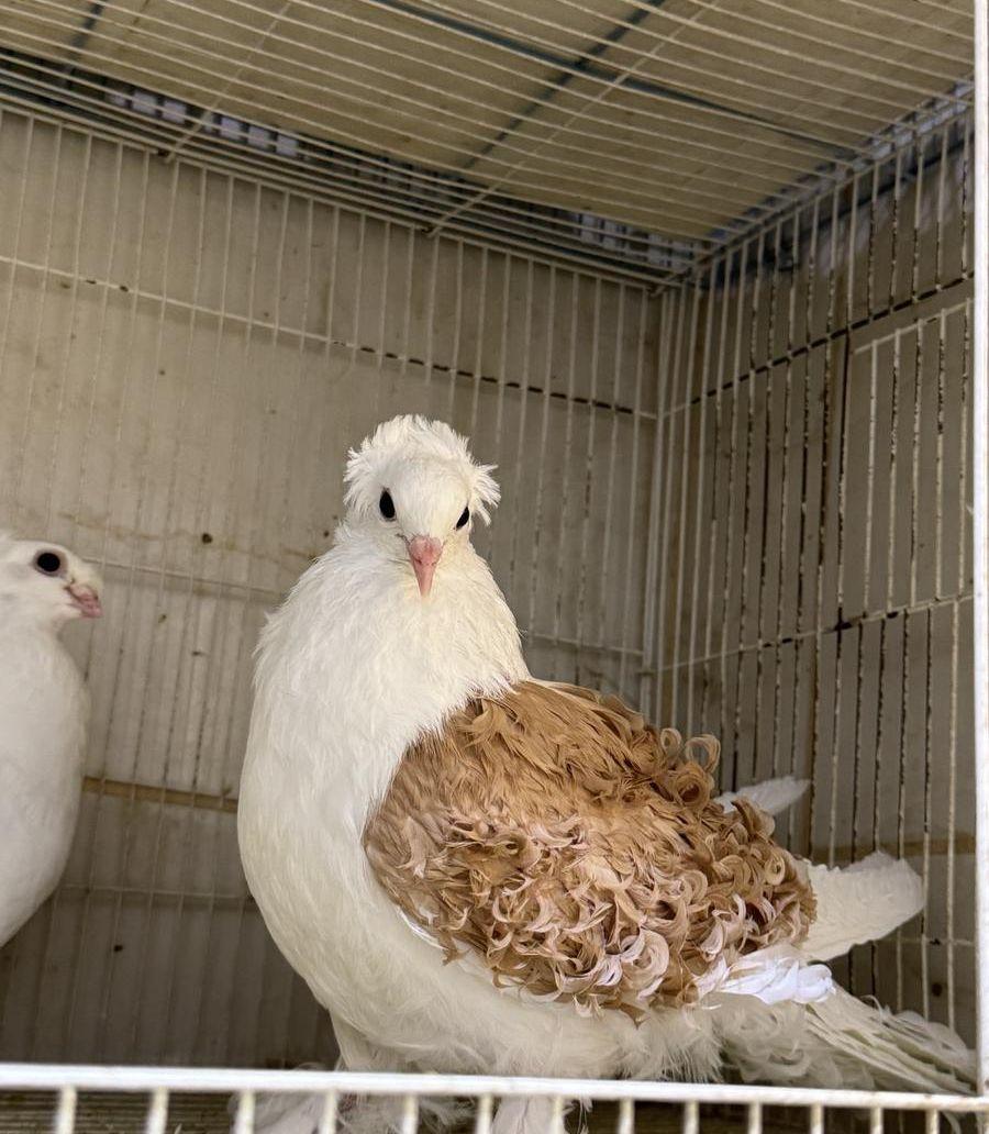 طبات مفتل طبات