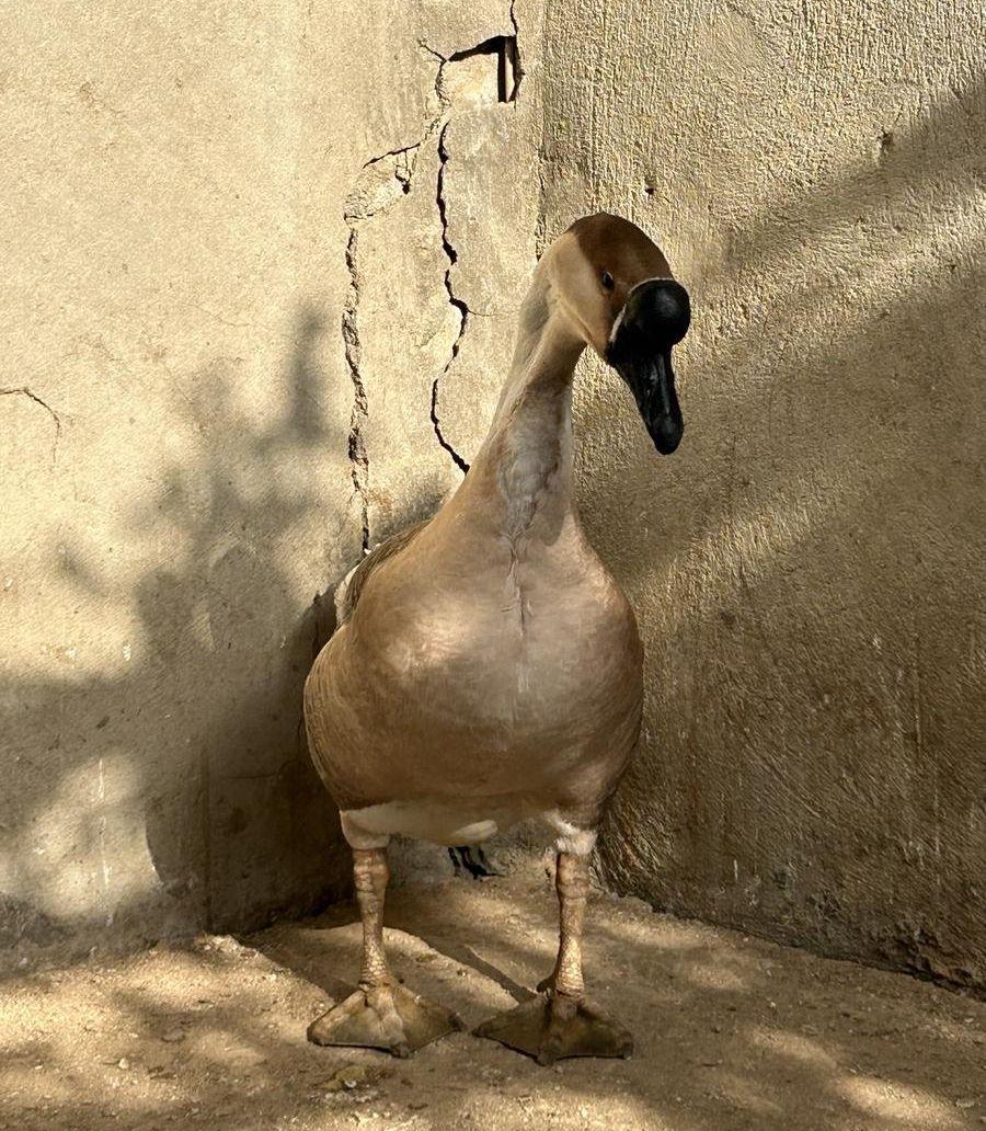 ذكر وز عراقي