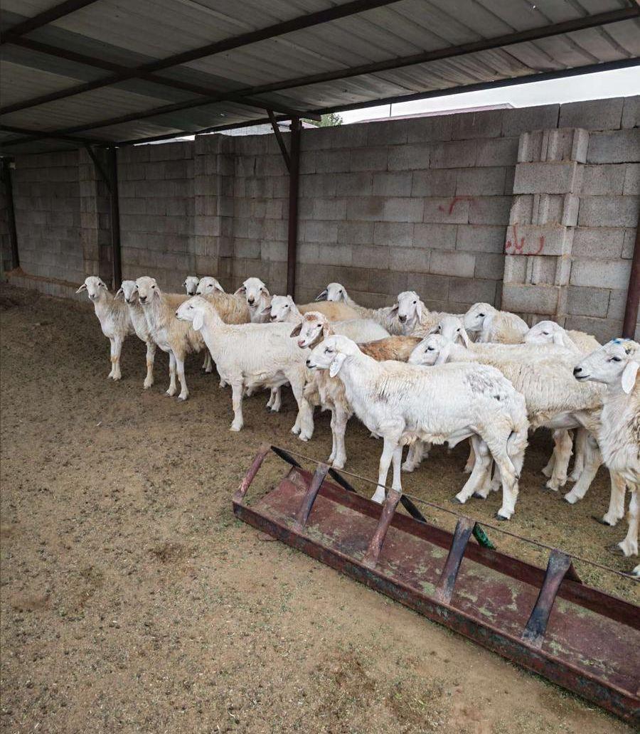 طليان حريه وسواكن