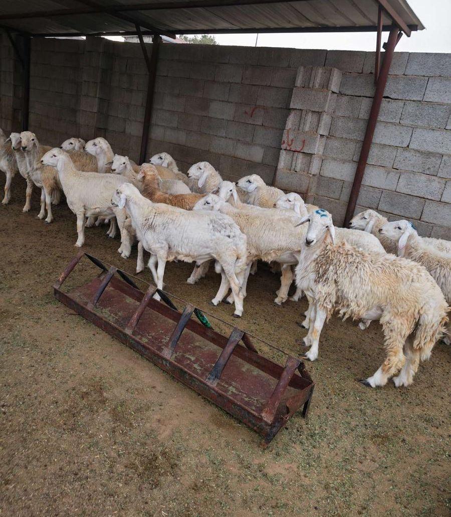 طليان حريه وسواكن
