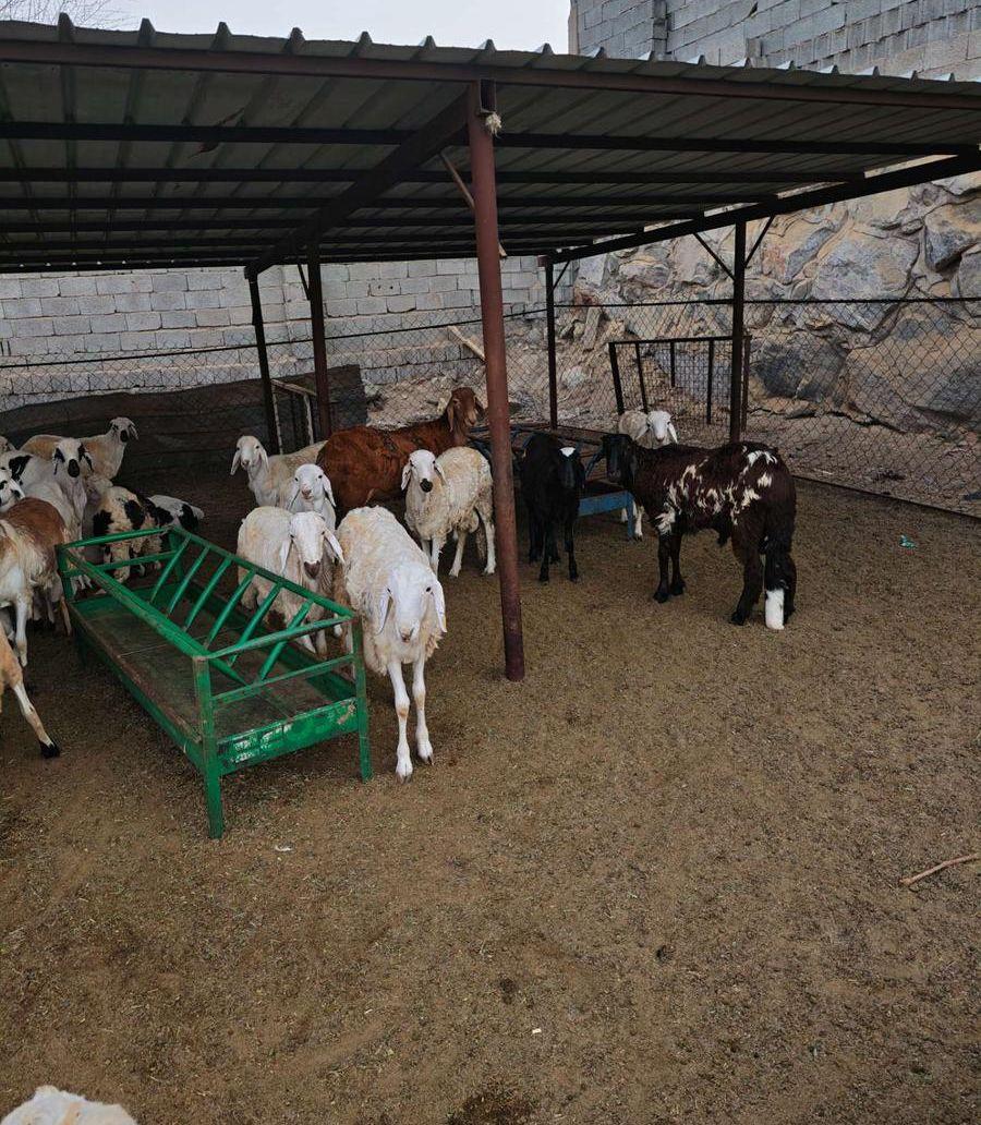 طليان حريه وسواكن