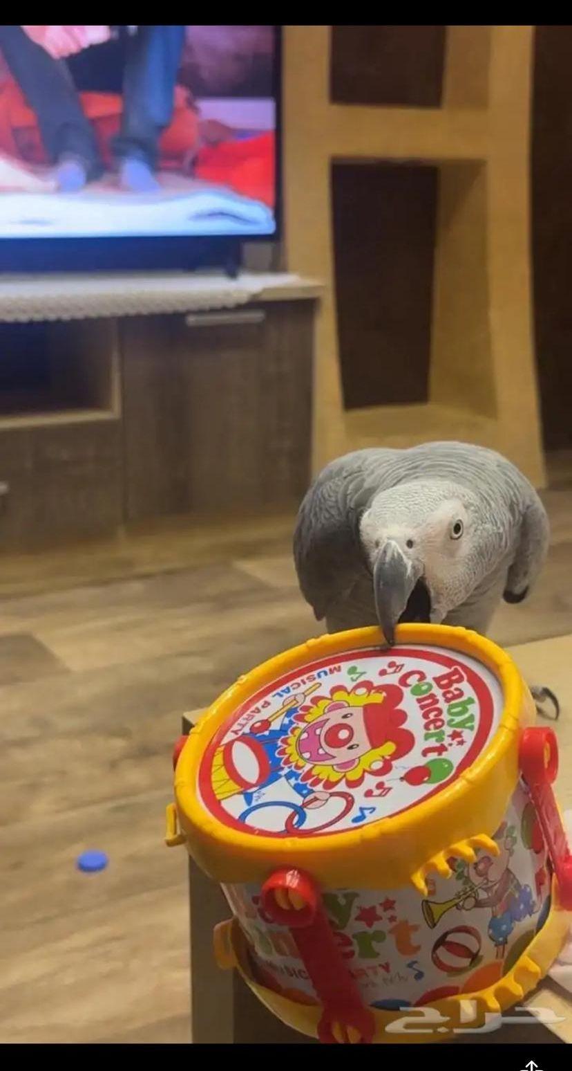 ببغاء كاسكو