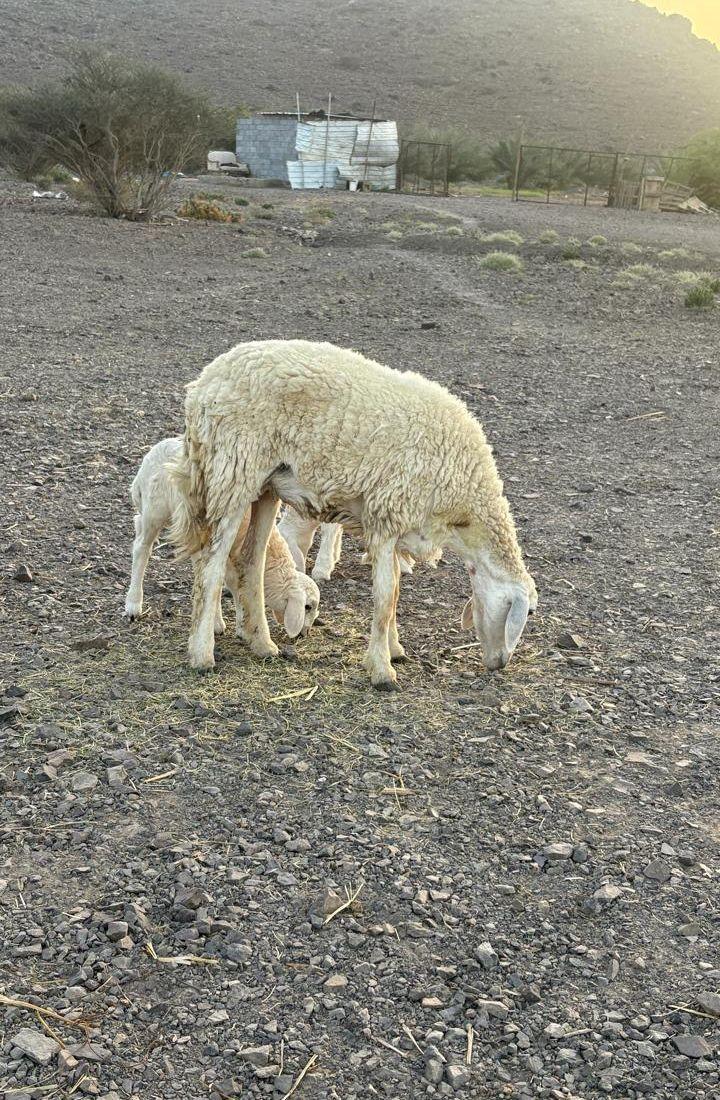 حريات