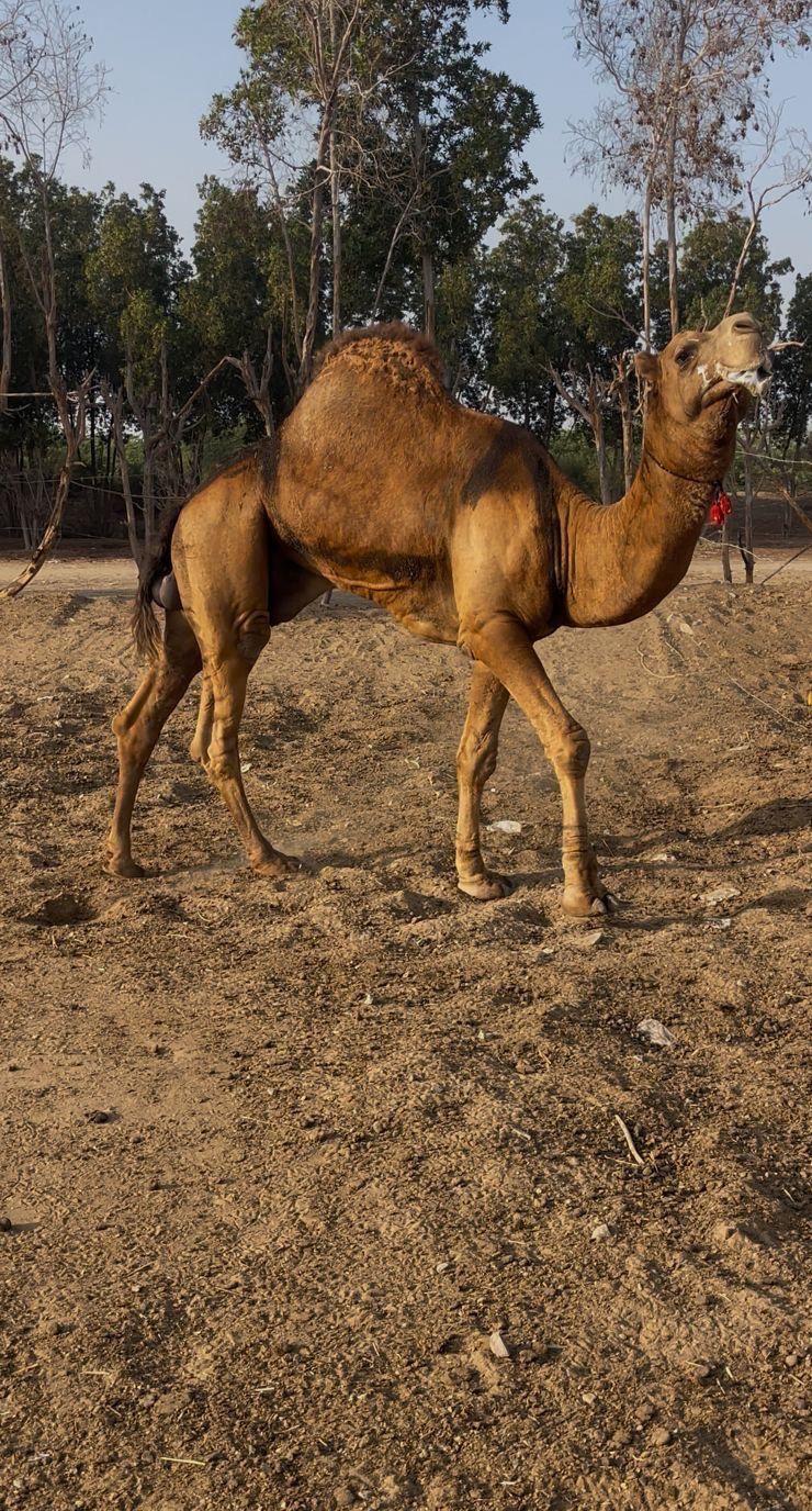 للبيع جمّل ساحلي