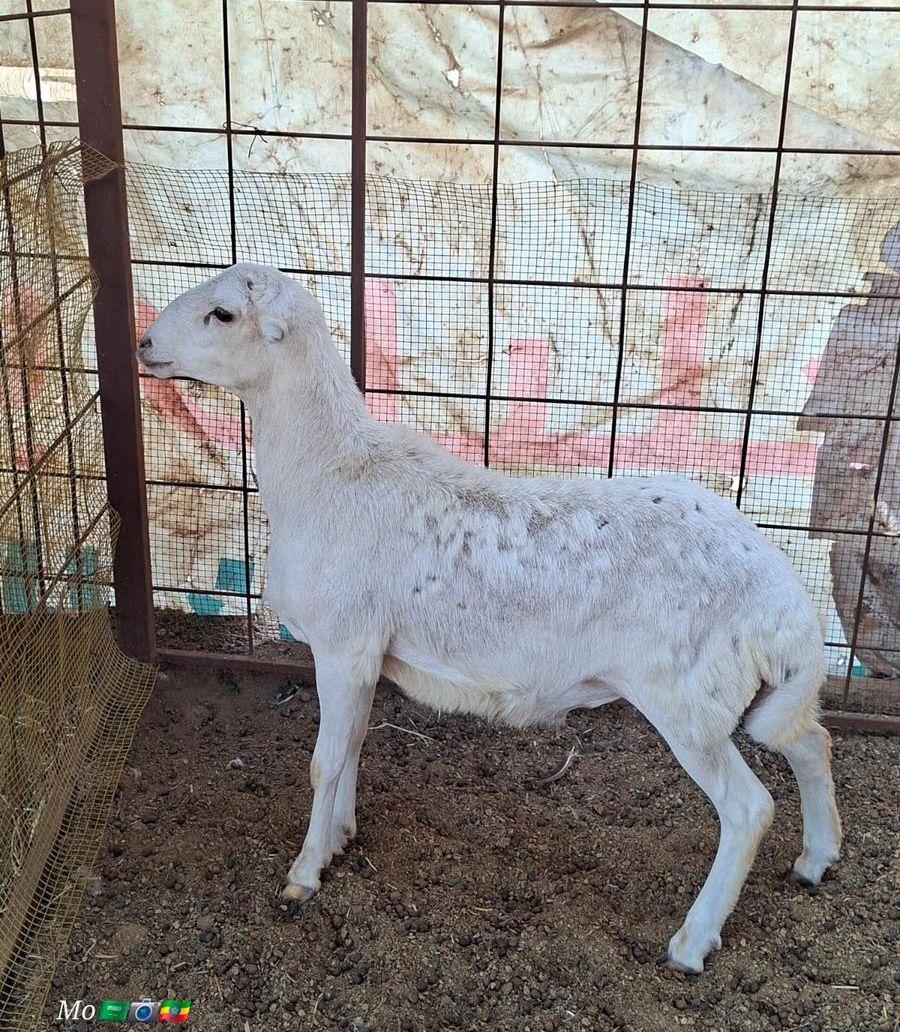 2 طليان