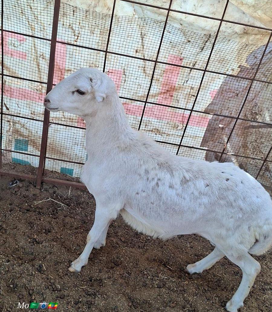 2 طليان