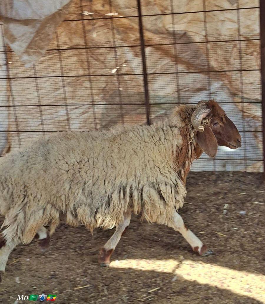 2 طليان