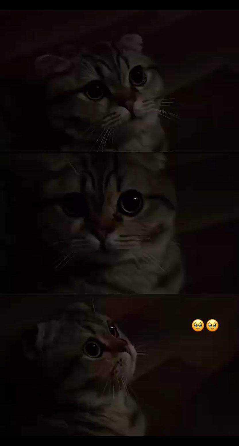 سكوتش للتبني