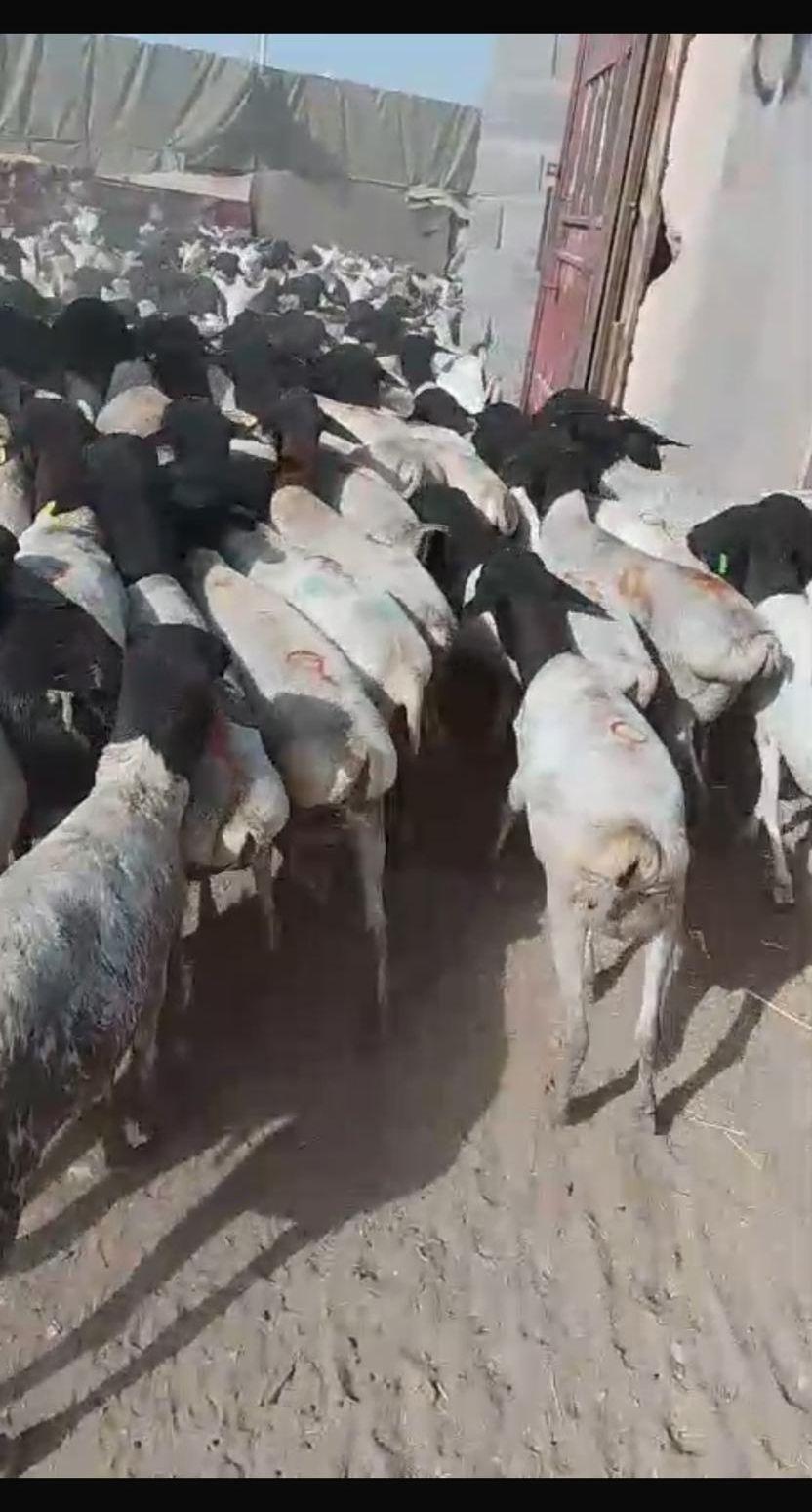 تيوس وبرابر نخب