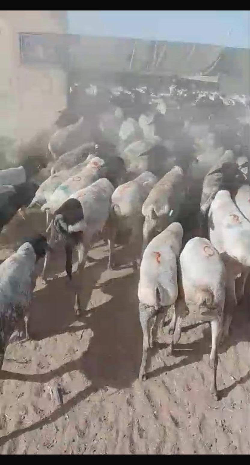تيوس وبرابر نخب