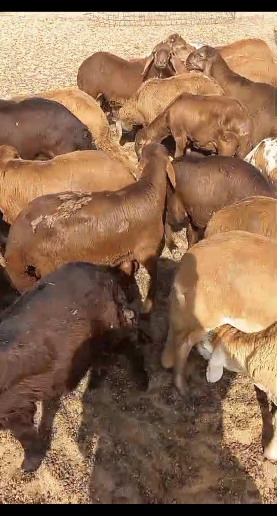 طليان سواكن مرابي